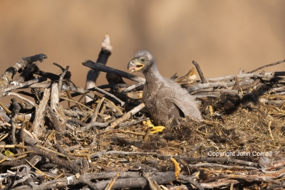 Bald-Eagle;Eagle;Haliaeetus-leucocephalus;Nest;One;avifauna;bird;birds;chick;col